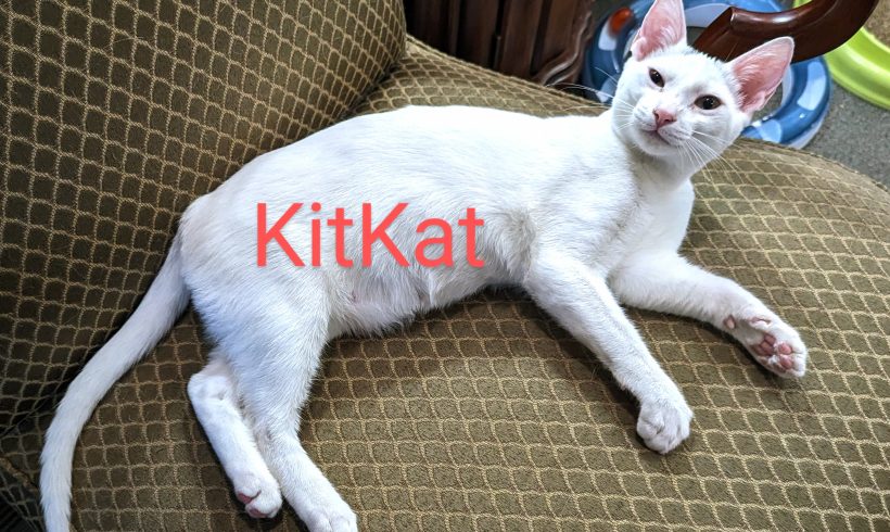 Kitkat
