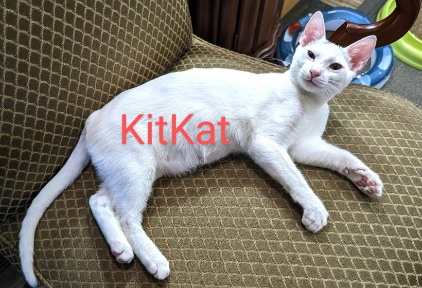 Kitkat