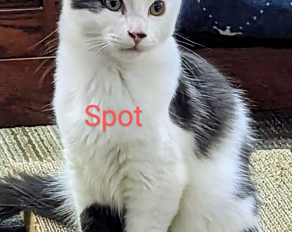 Spot