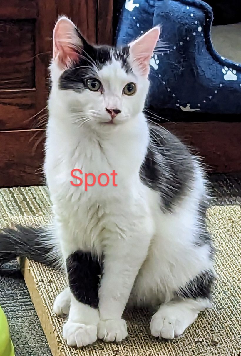 Spot