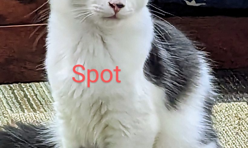 Spot