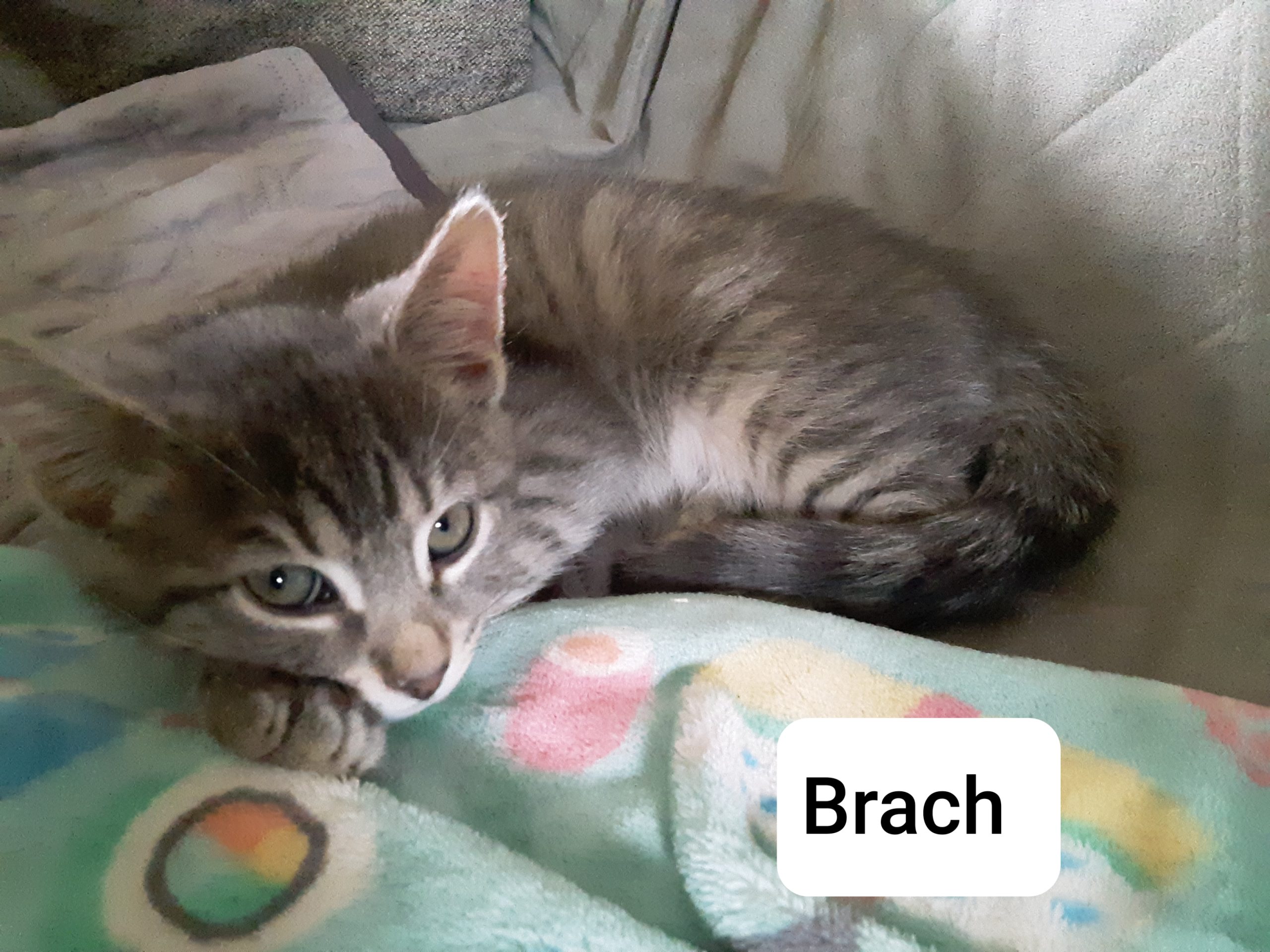 Adopt - Kitten Korner Rescue, Inc.
