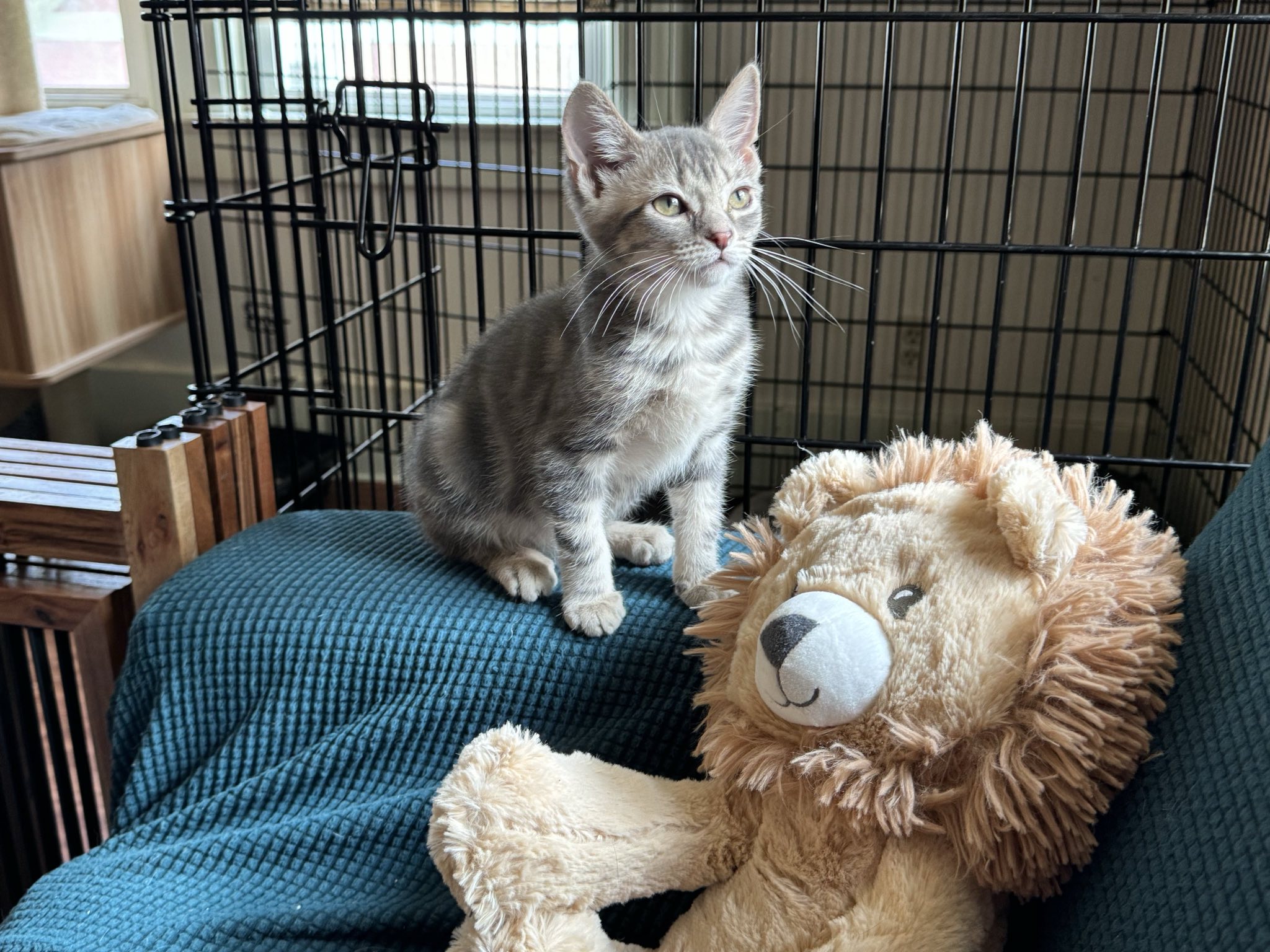 Home - Kitten Korner Rescue, Inc.