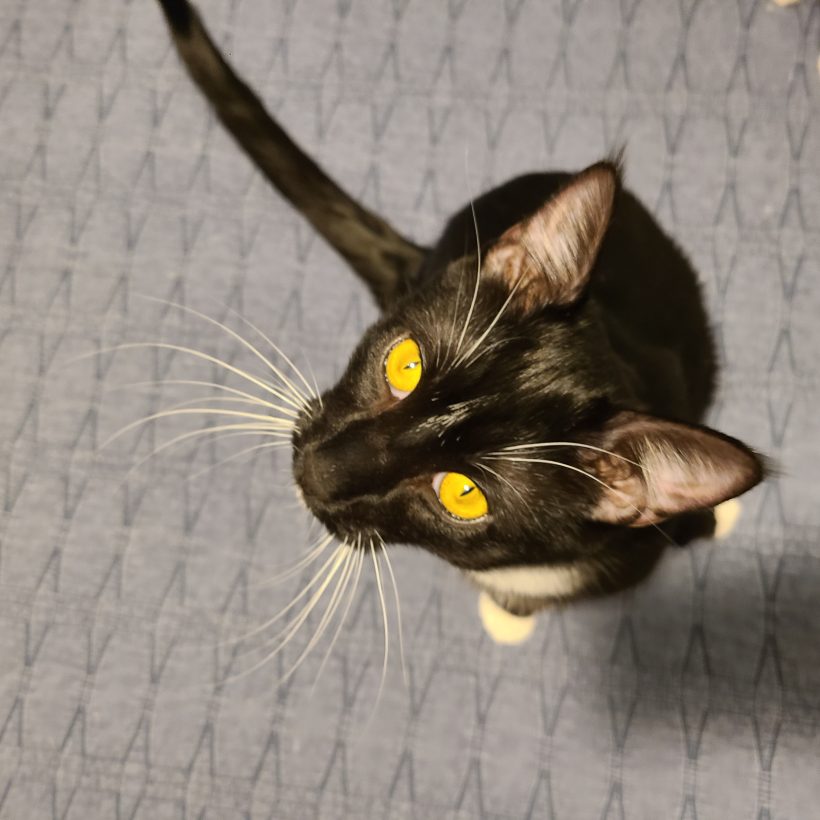 Avery - Kitten Korner Rescue, Inc.