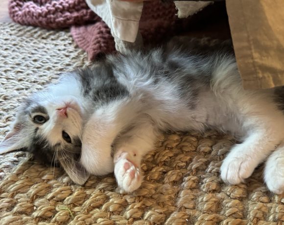Adopt - Kitten Korner Rescue, Inc.