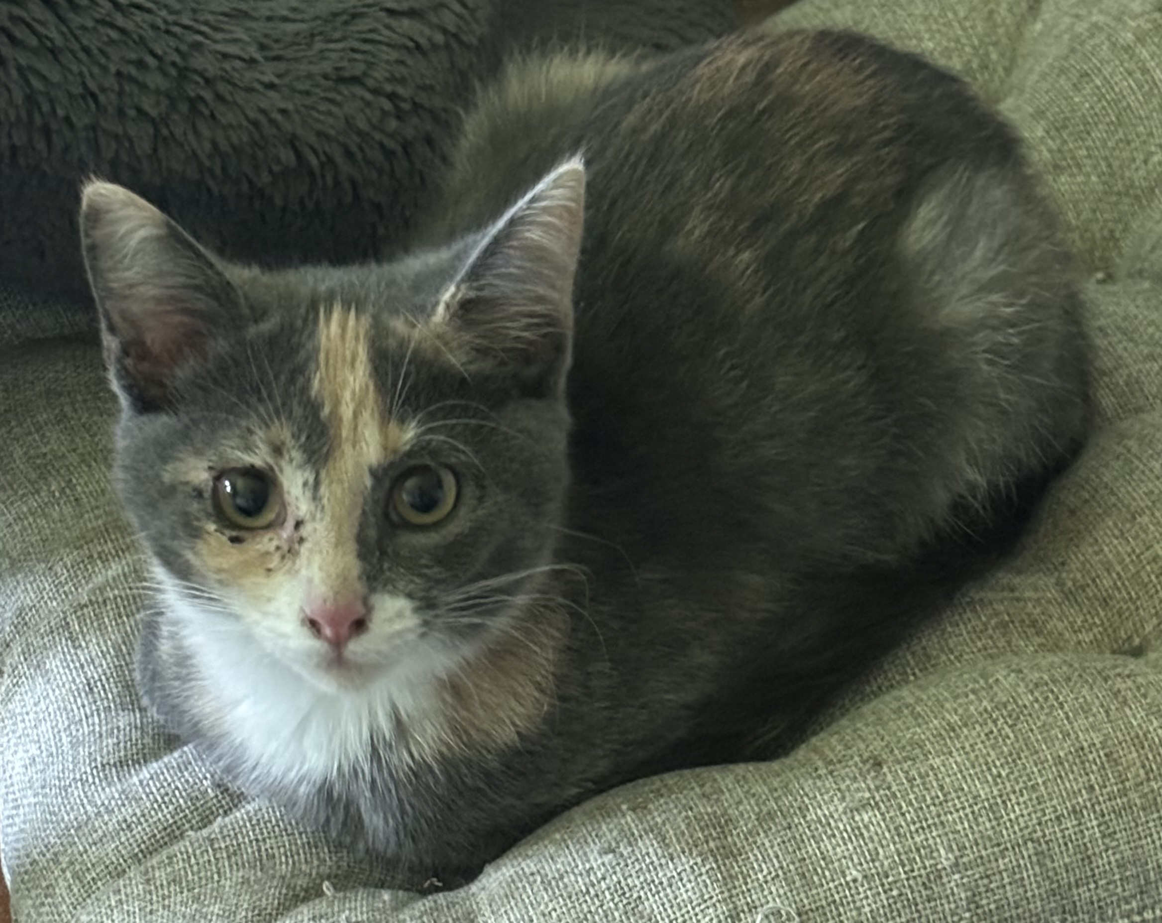 Home - Kitten Korner Rescue, Inc.