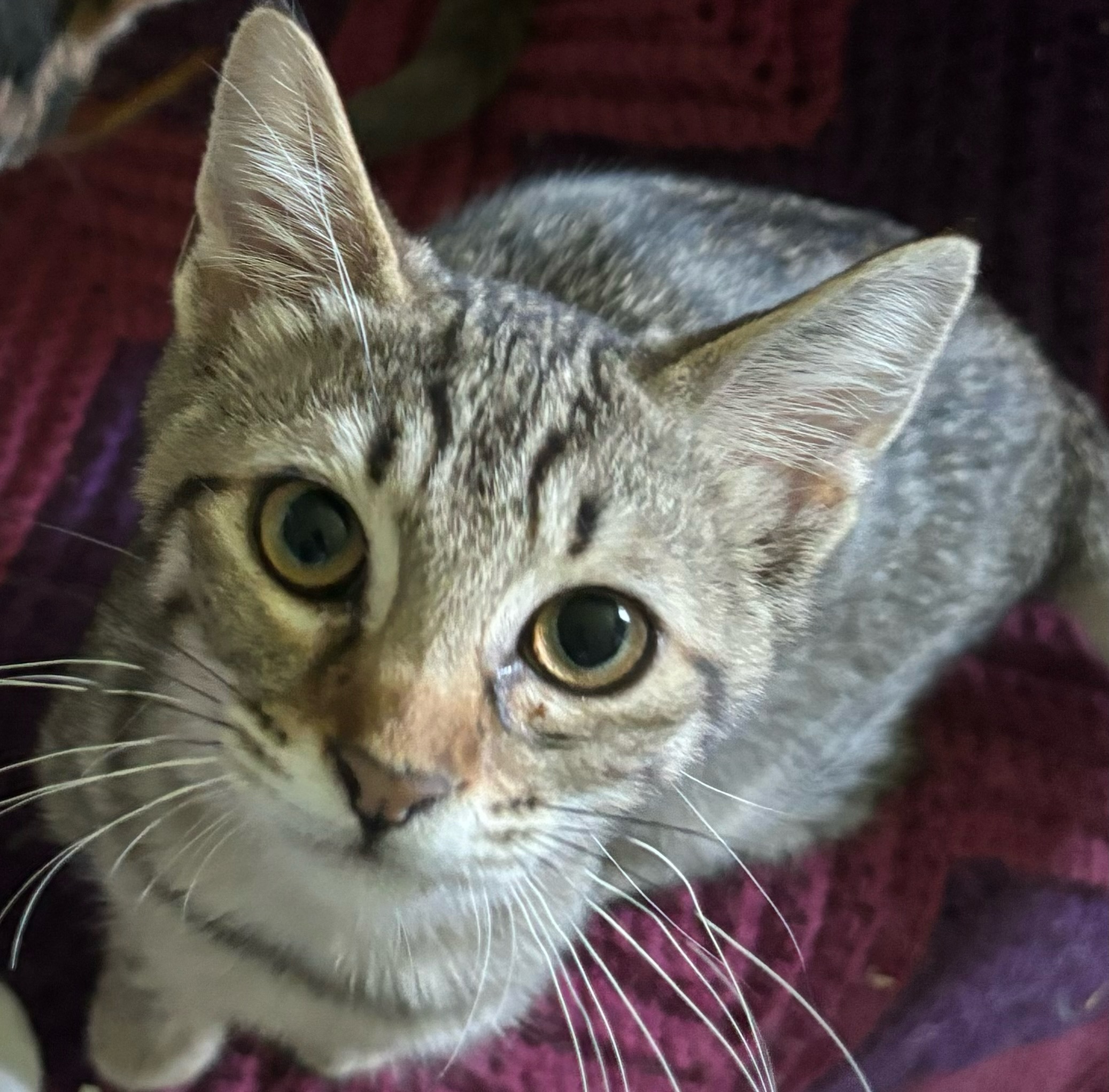 Home - Kitten Korner Rescue, Inc.