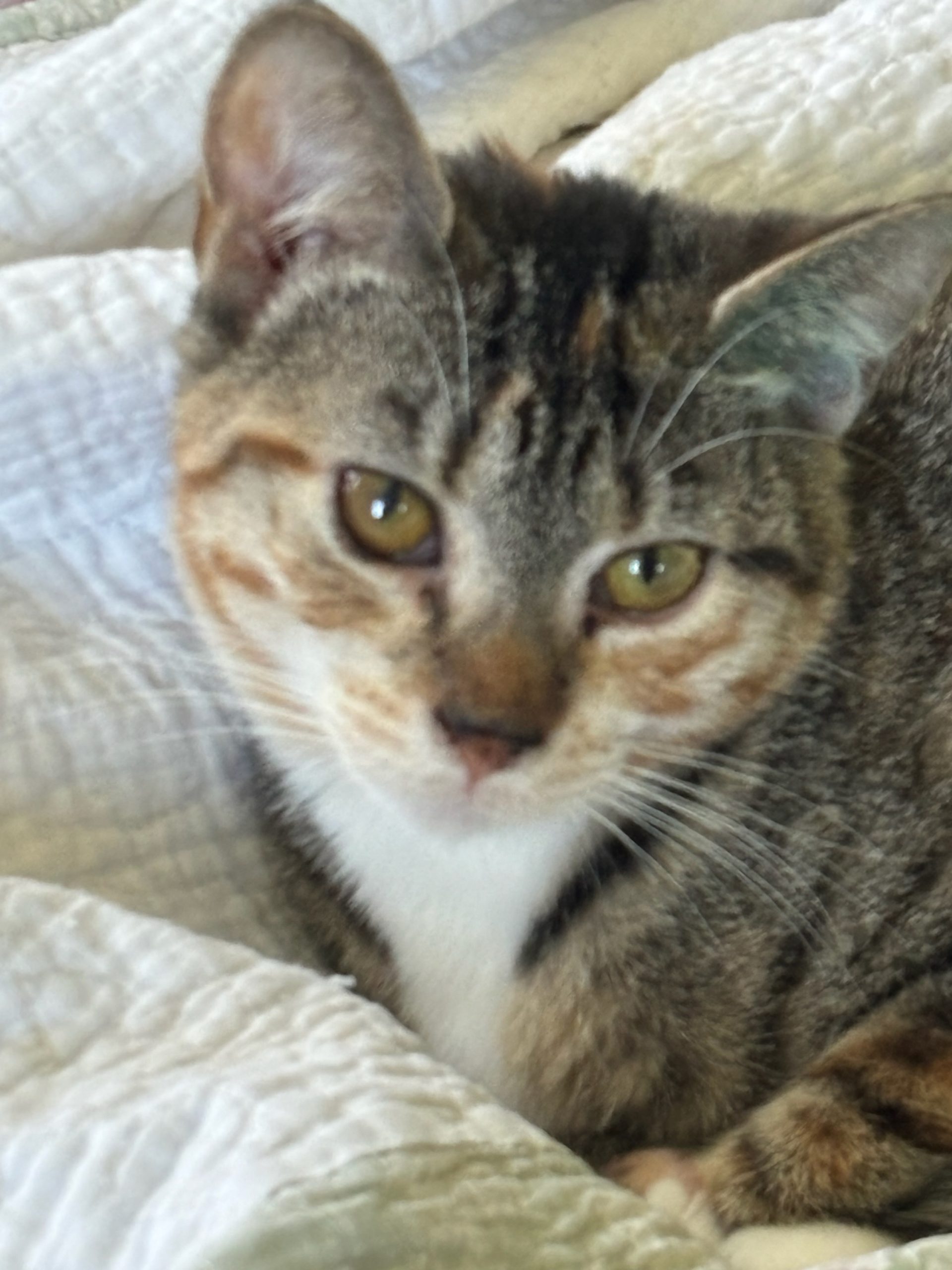 Home - Kitten Korner Rescue, Inc.