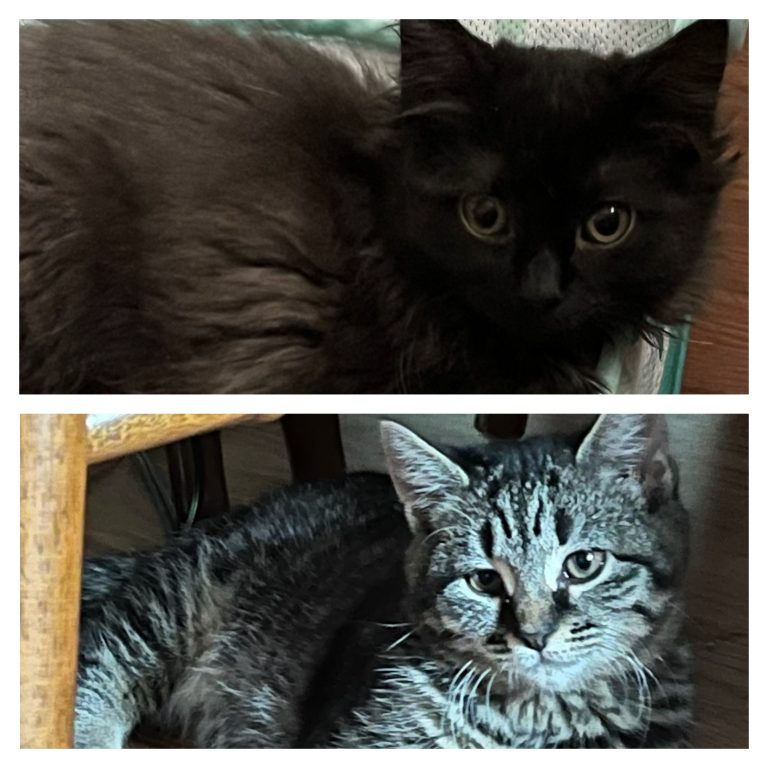 Ruby and Remy Kitten Korner Rescue, Inc.