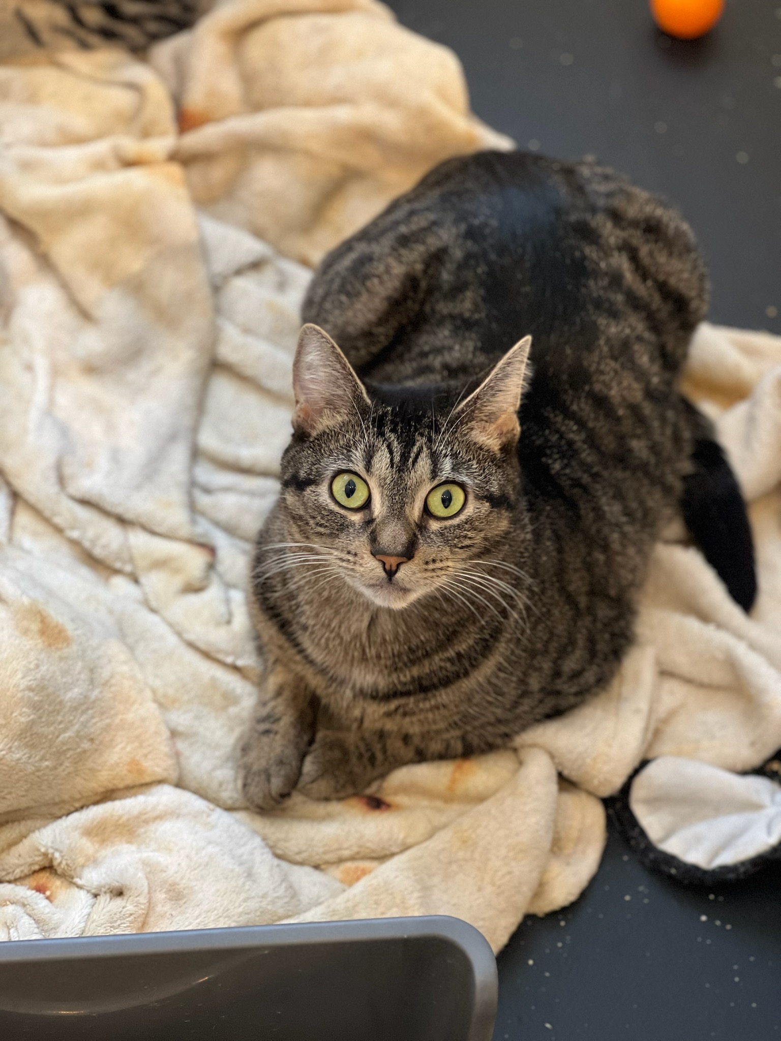 Home - Kitten Korner Rescue, Inc.