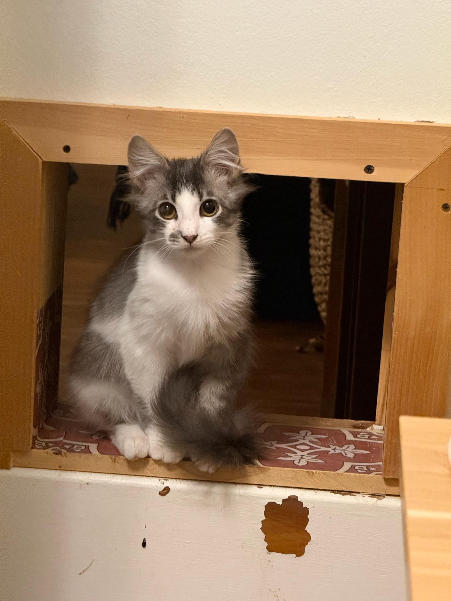 Home - Kitten Korner Rescue, Inc.
