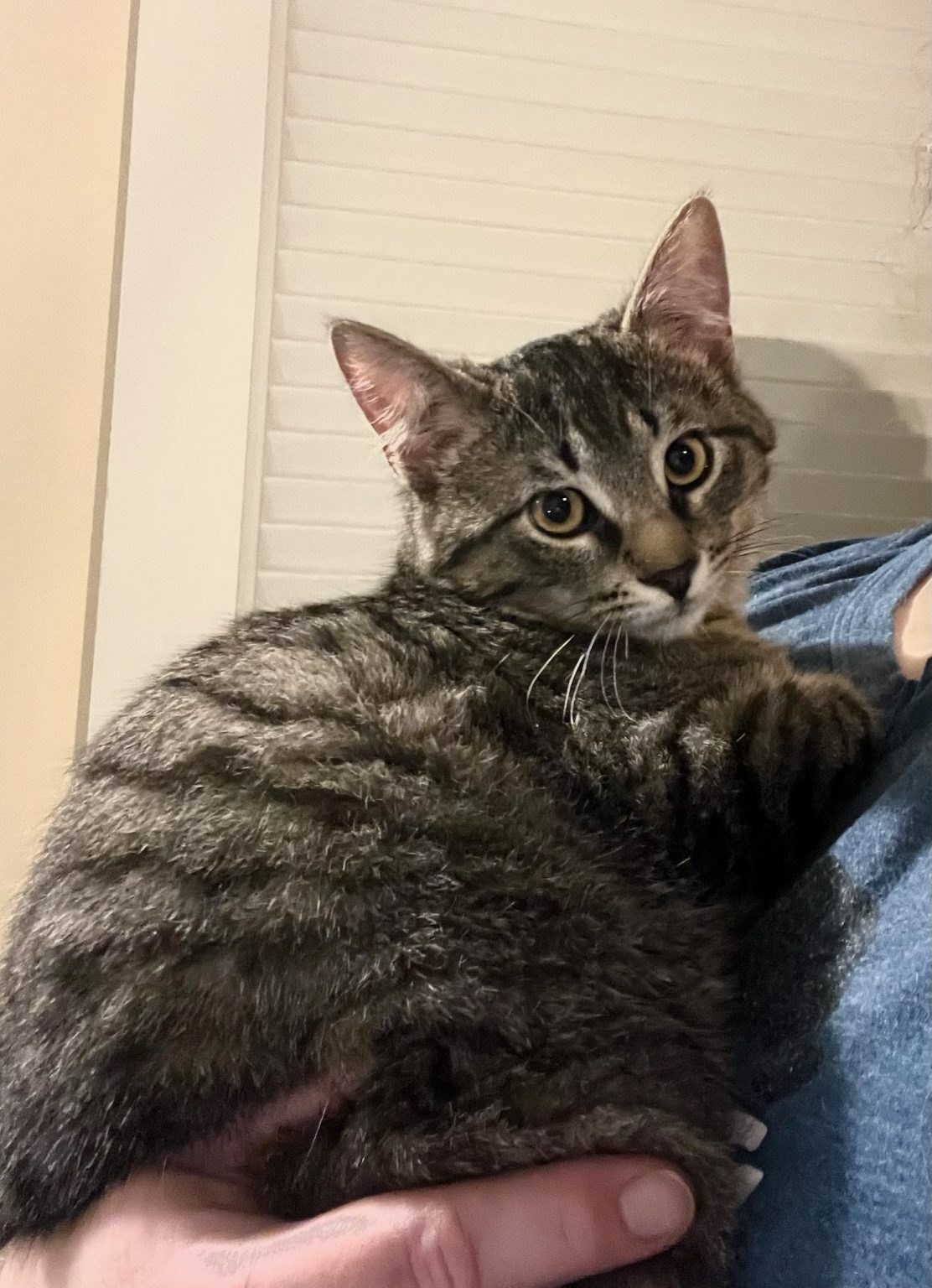 Lenny - Kitten Korner Rescue, Inc.