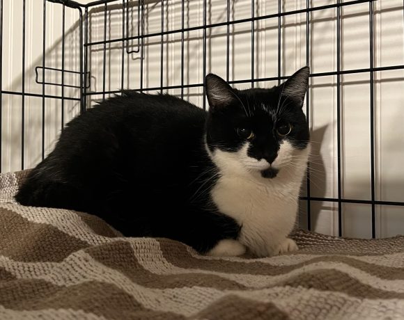 Chloe (Adoption Fee Waived)