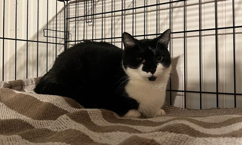 Chloe (Adoption Fee Waived)