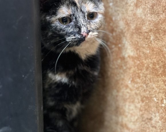 Pip