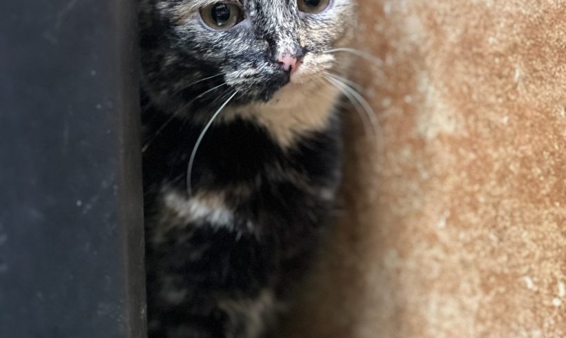 Pip