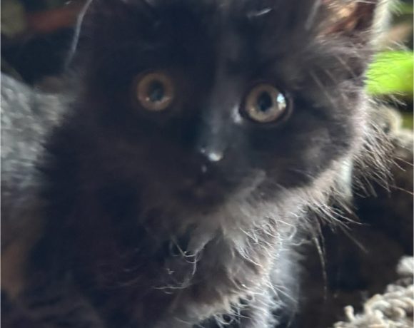 Dodi