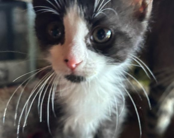 Kibbit