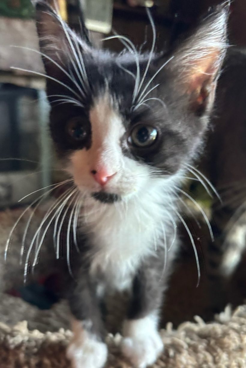 Kibbit