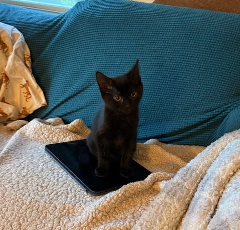Sophia