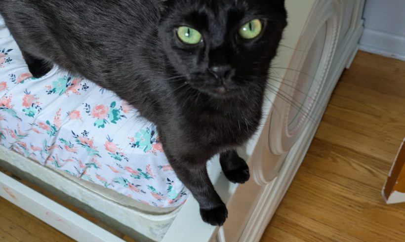 Agatha