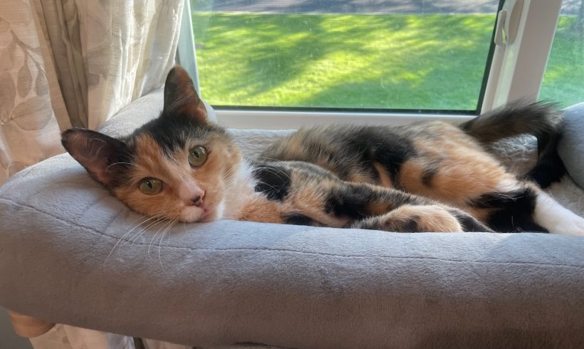 Cleo