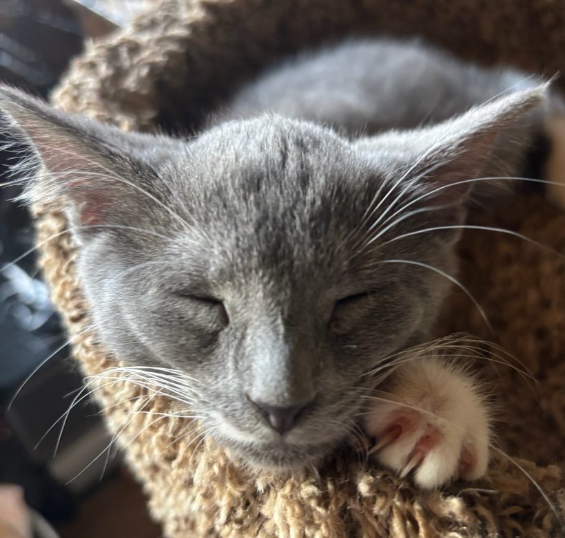 Kali