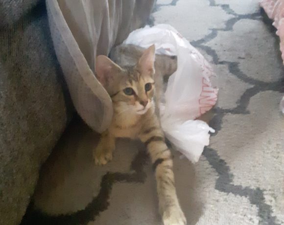 Kira