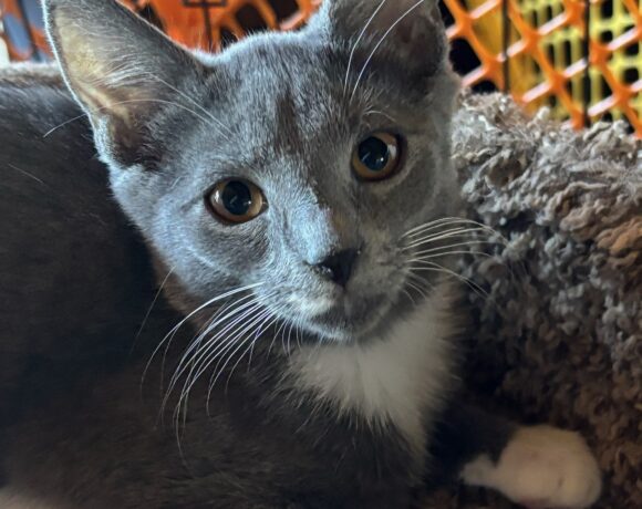 Kali