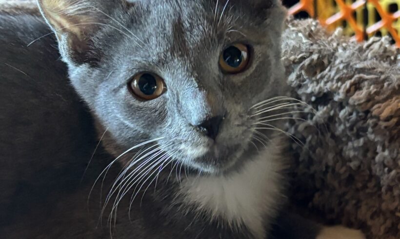 Kali
