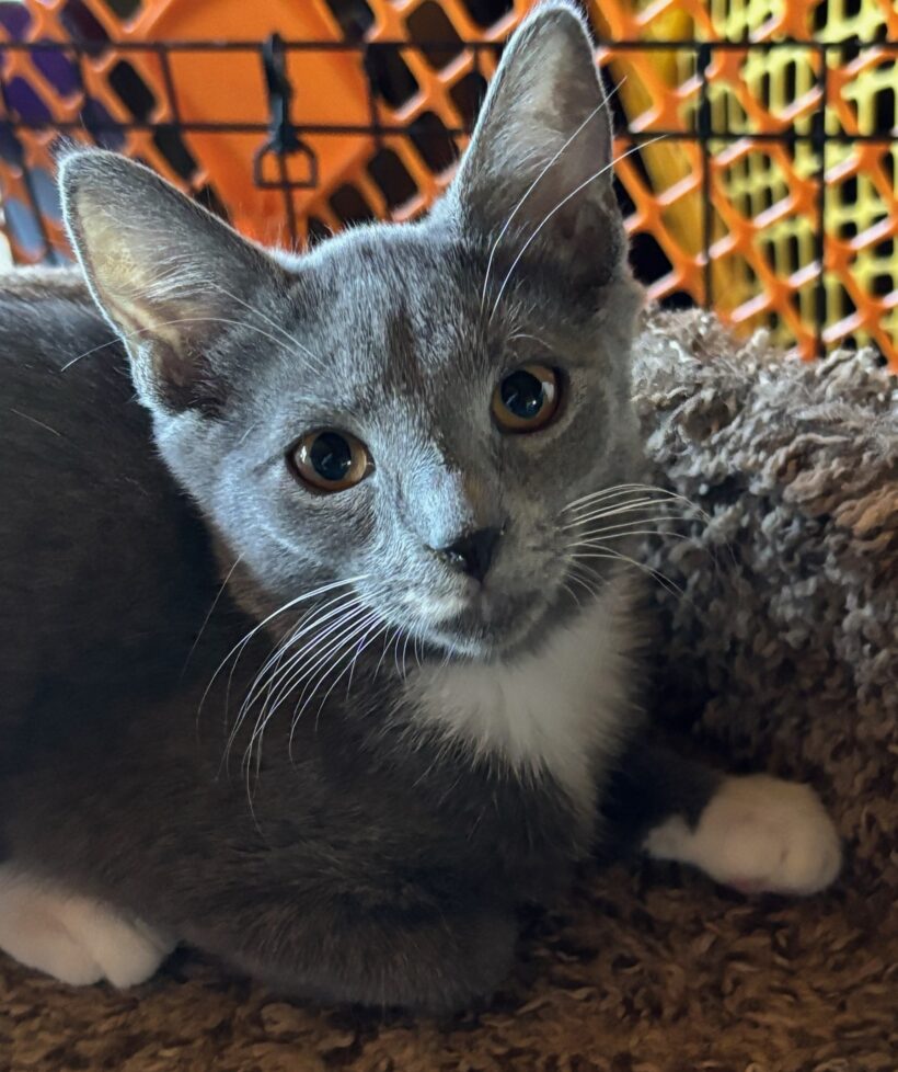 Kali