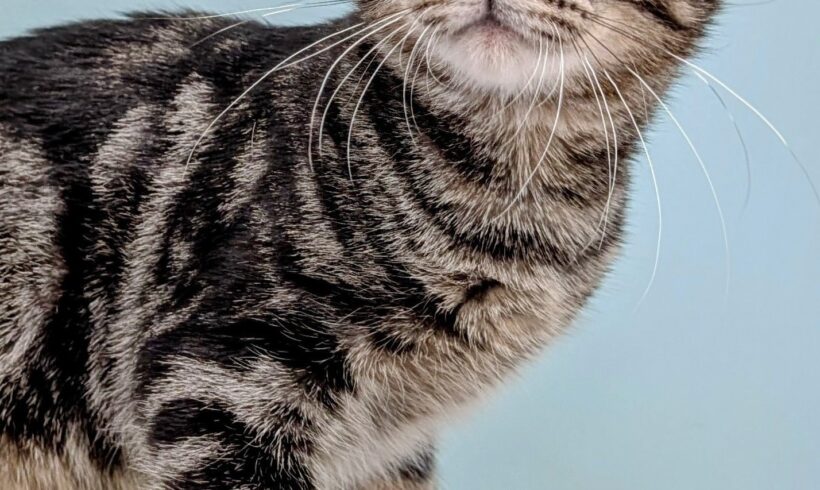 Peter