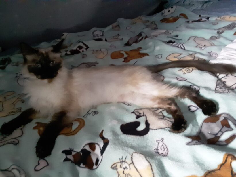 Amaya