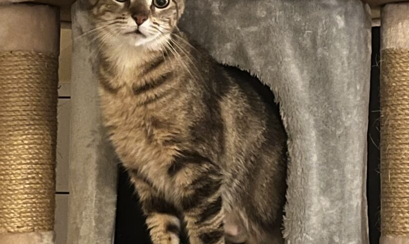 Clementine