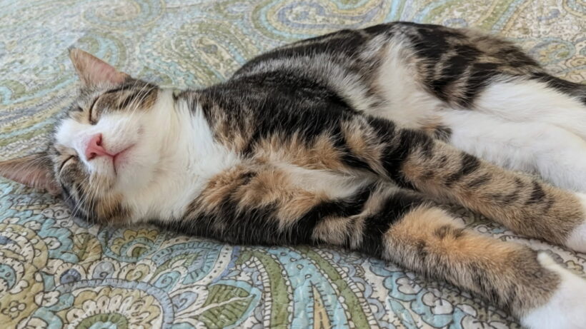 Douglas Bartholomew Douglas Bartholomew