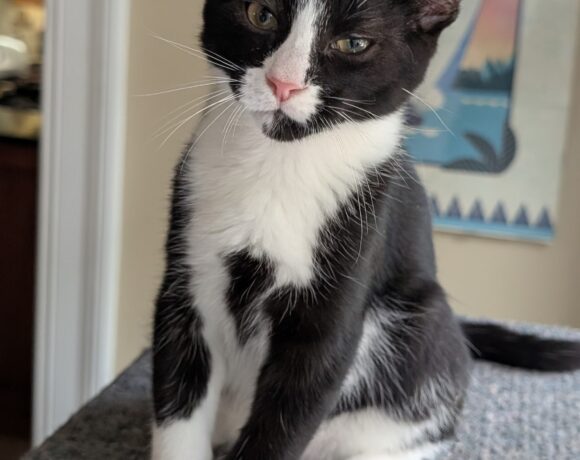 Elliot