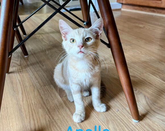 Apollo