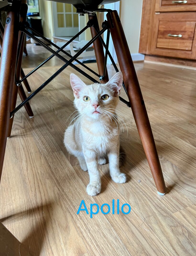 Apollo