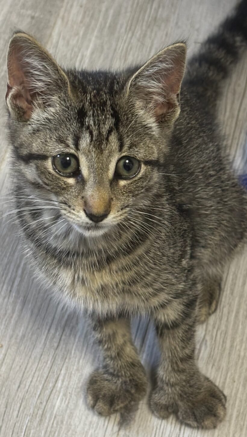 Mitz