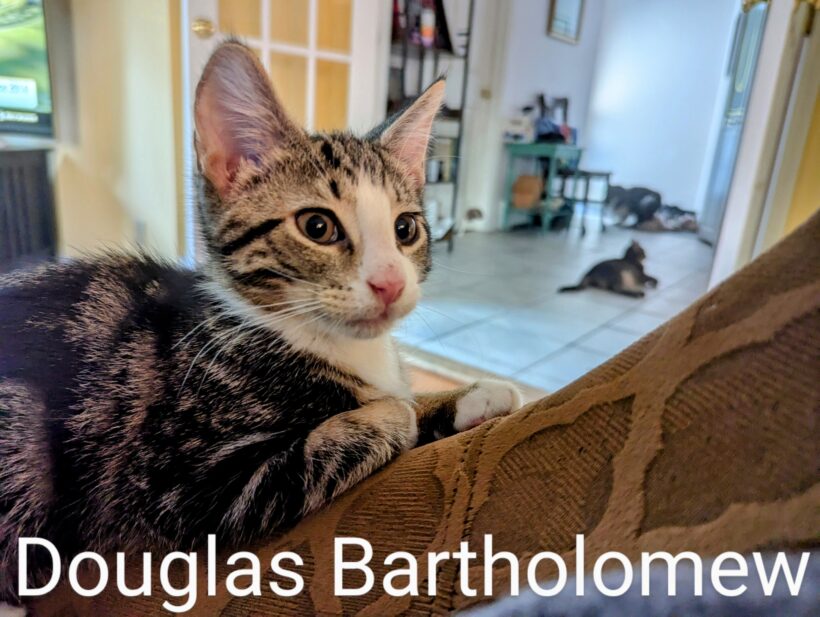 Douglas Bartholomew