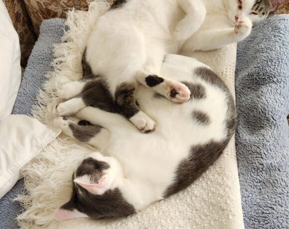 Lily and Ivy