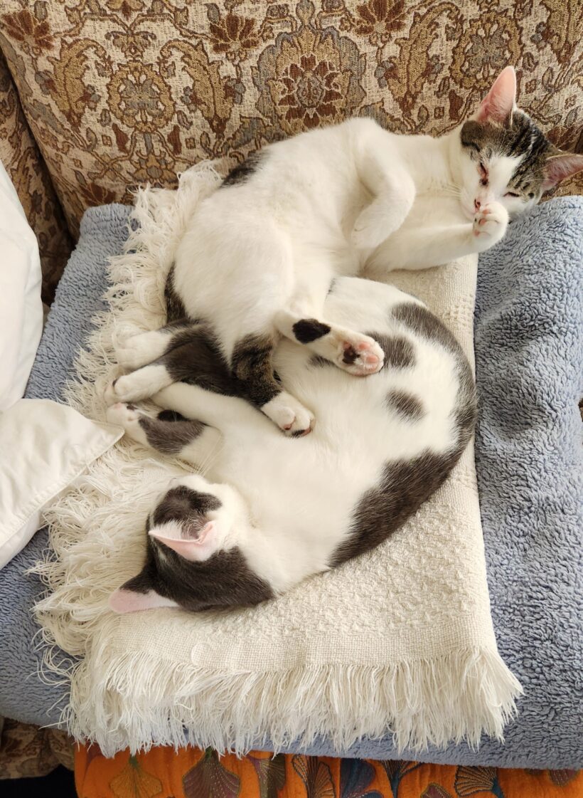 Lily and Ivy