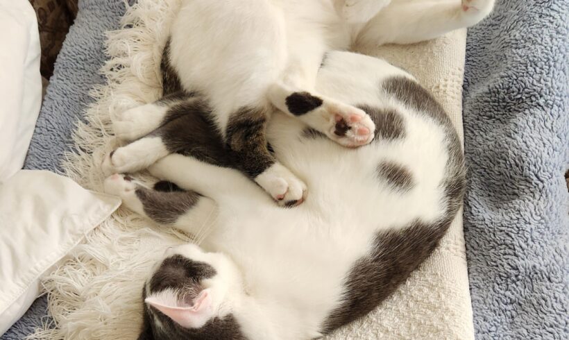 Lily and Ivy
