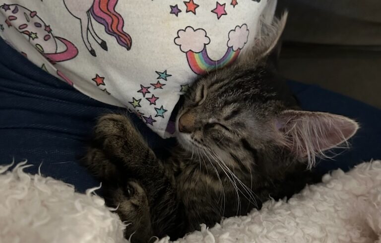 Tinkerbelle