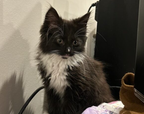 Toothless