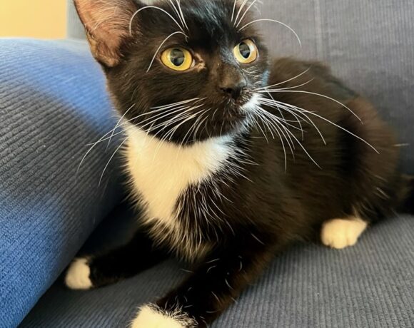 Willow