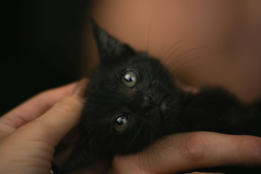 Kitten Fest 2025