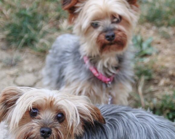 Shandy & Deebah Shandy & Deebah