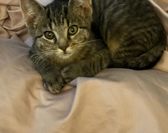Billu