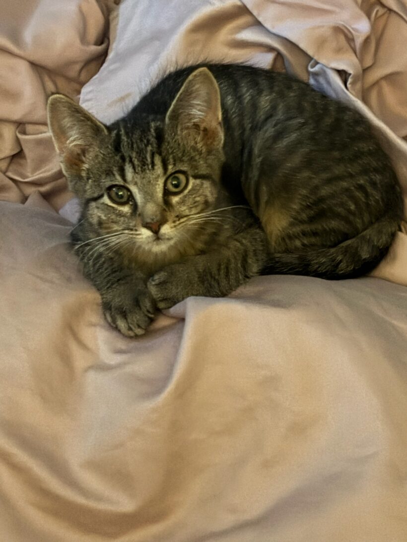 Billu
